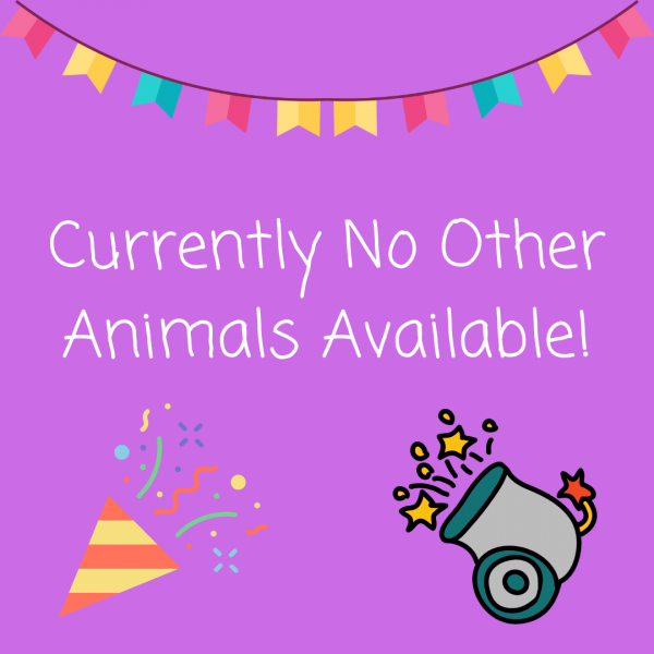 Currently No Other Animals Available!